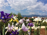 49ab35bf-20160503 irisi.jpg